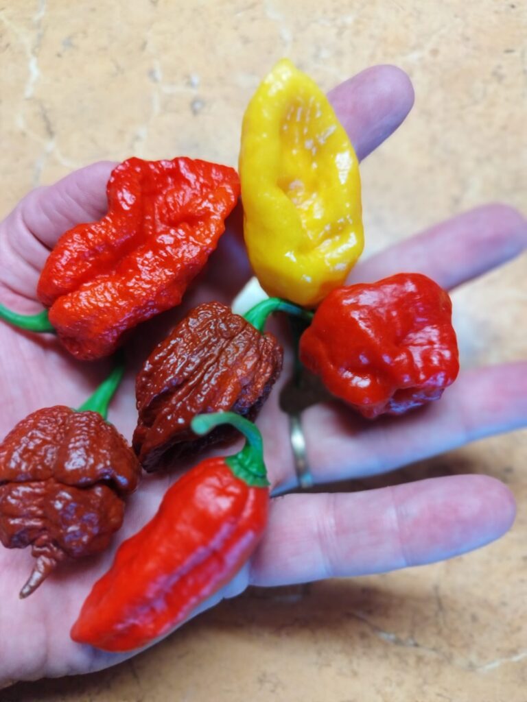 www.vstupzdarma.cz chilli odpoledne 5 foto papriky 768x1024