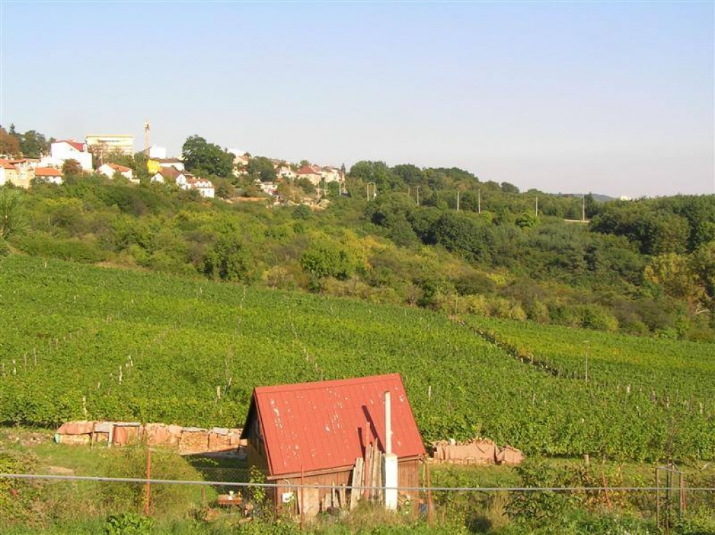 Vysočanské vinobraní na vinici Máchalka 2022
