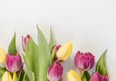 Naděje má vůni tulipánu, pomozte onkologicky nemocným 