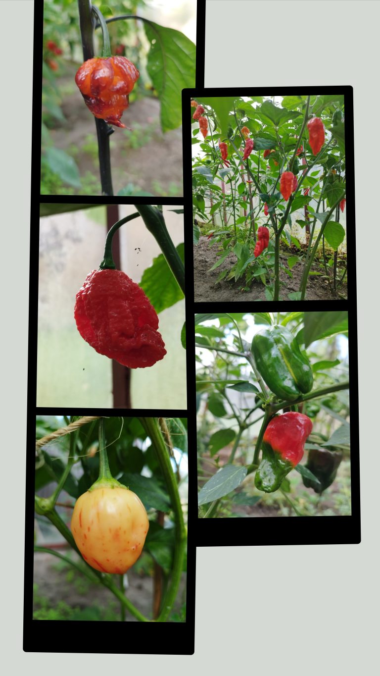 www.vstupzdarma.cz chilli odpoledne vii docesna s radkem rosenbergerem 768x1365